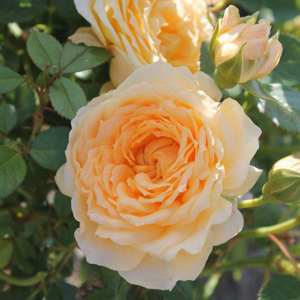 Edith&#39;s Darling™ Rose