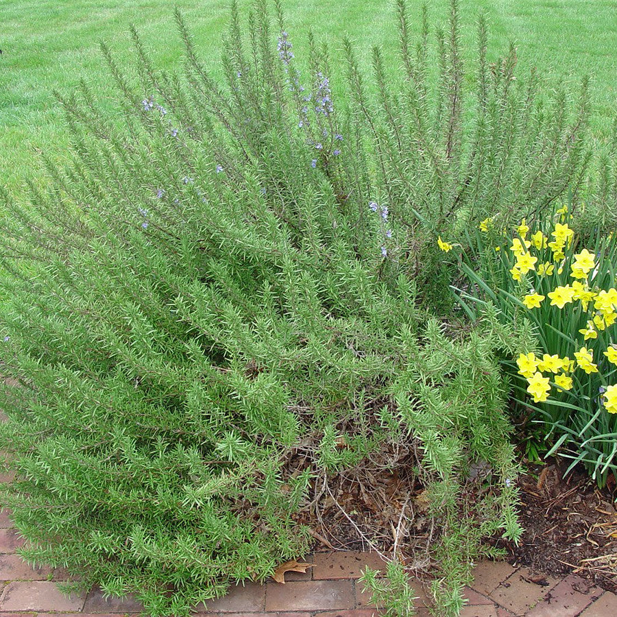 Arp Rosemary