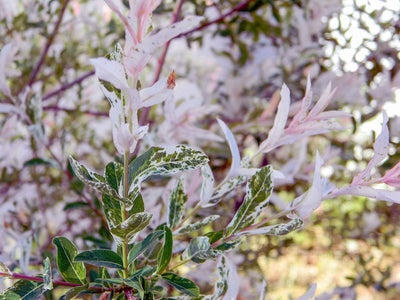 Dappled Willow
