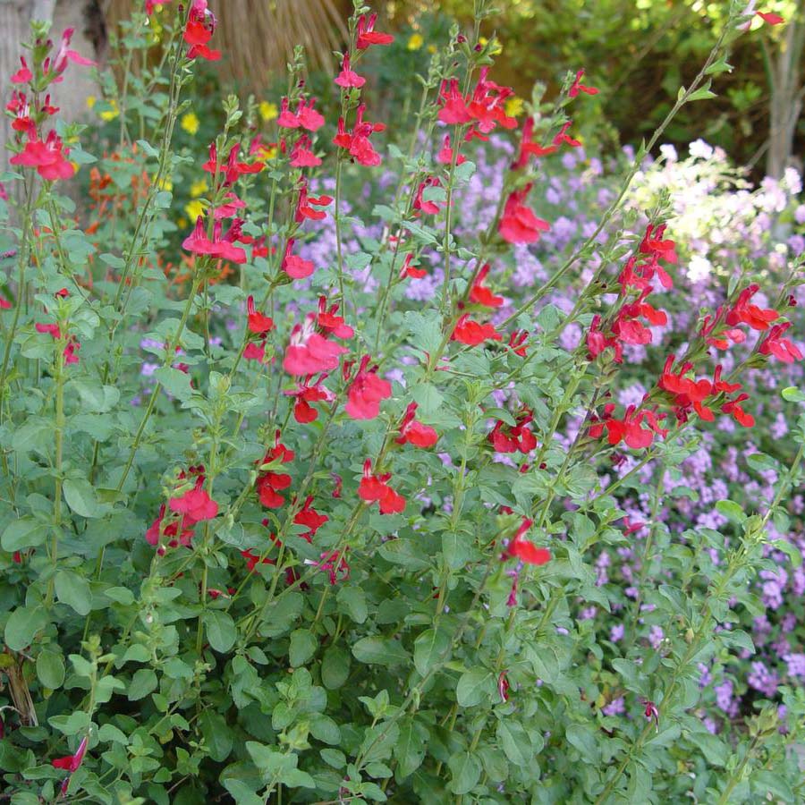 Furman's Autumn Sage