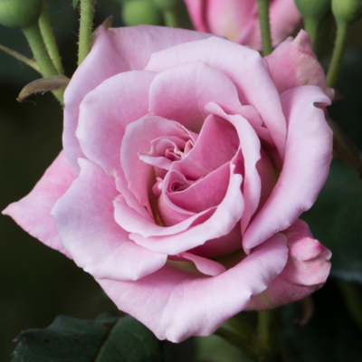 'Baby Talk' Rose