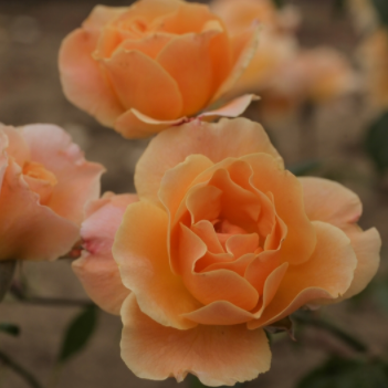 Sixteen Candles Rose (own root)