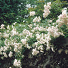 Sea Foam Rose
