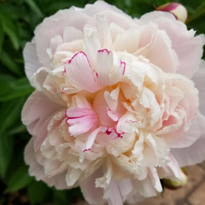 Peony Shirley Temple