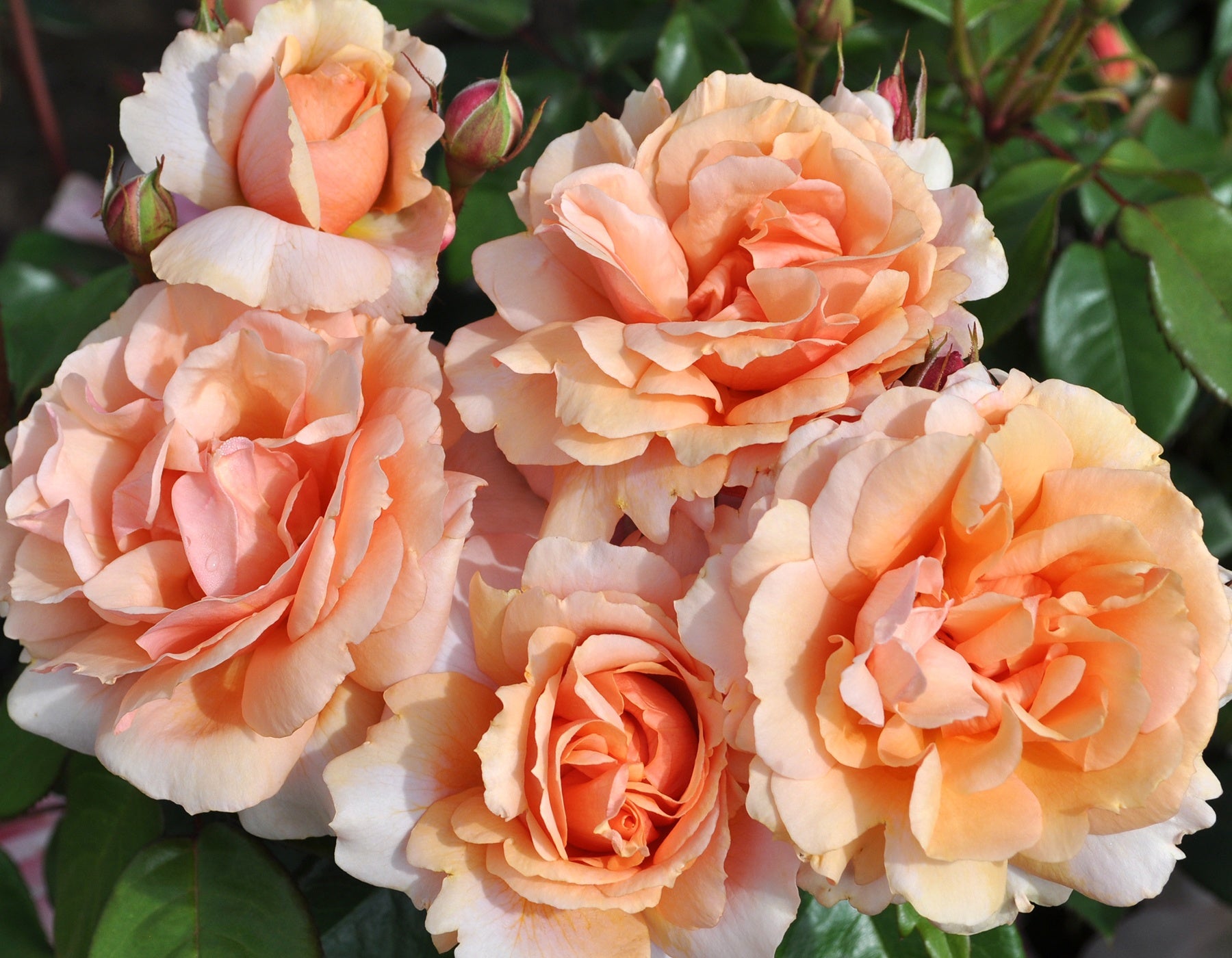 Soul Sister Rose