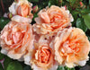 Soul Sister Rose