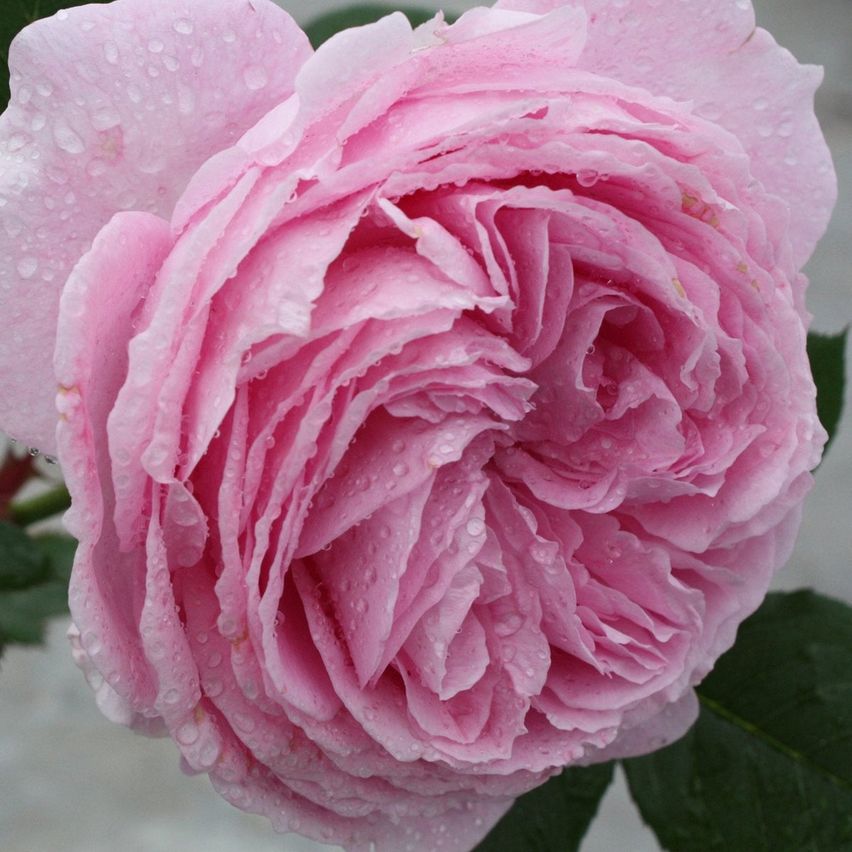 Summer Romance Parfuma