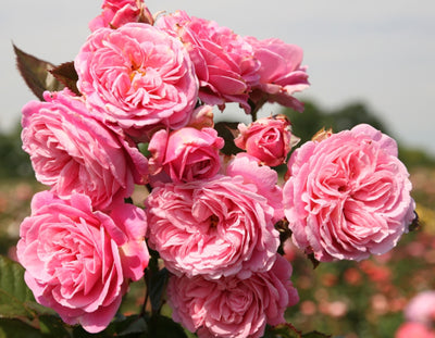 Summer Romance Parfuma Rose