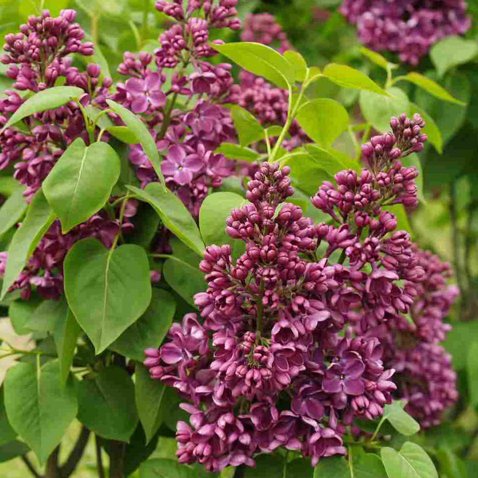 Yankee Doodle Lilac