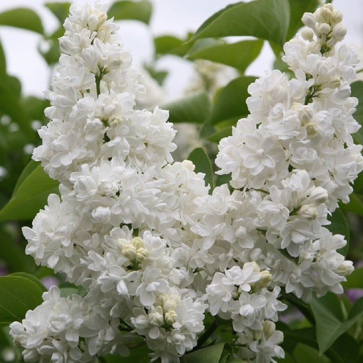 Madame Lemoine French Lilac for Sale Online The Greenhouse