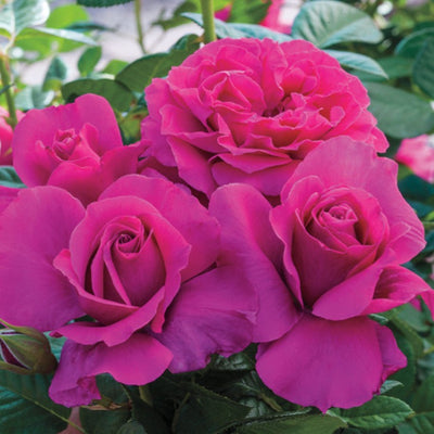 Pretty Lady Rose
