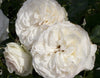 White Eden® Climbing Rose