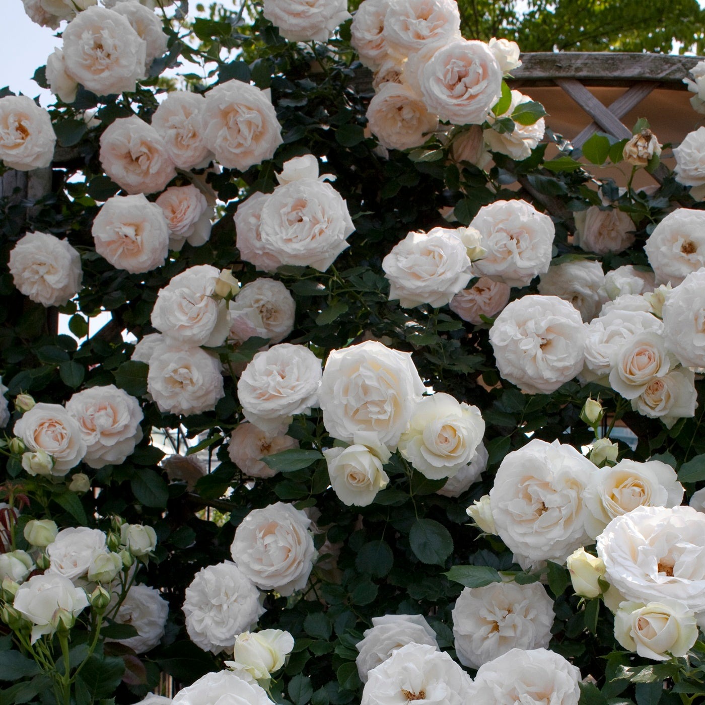 White Parfuma Roses Earth Angel Parfuma® Rose - The Greenhouse