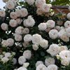 White Eden Climbing Rose