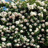 White Meidiland Rose