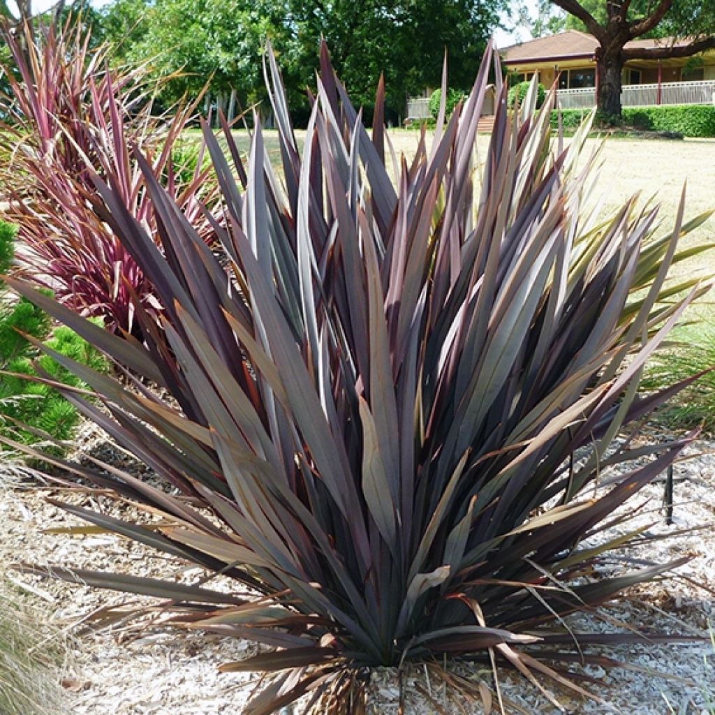 Purple New Zealand Flax