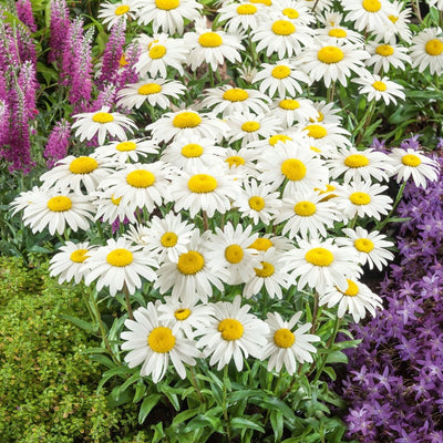 Shasta Daisy Snowcap