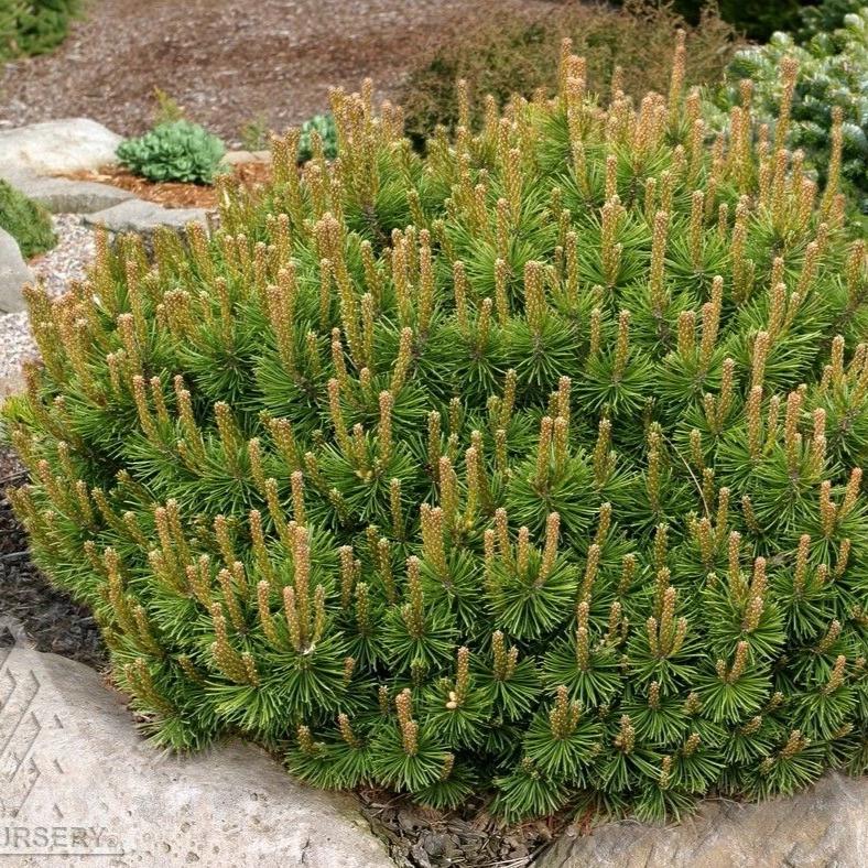 Dwarf Mugo Pine