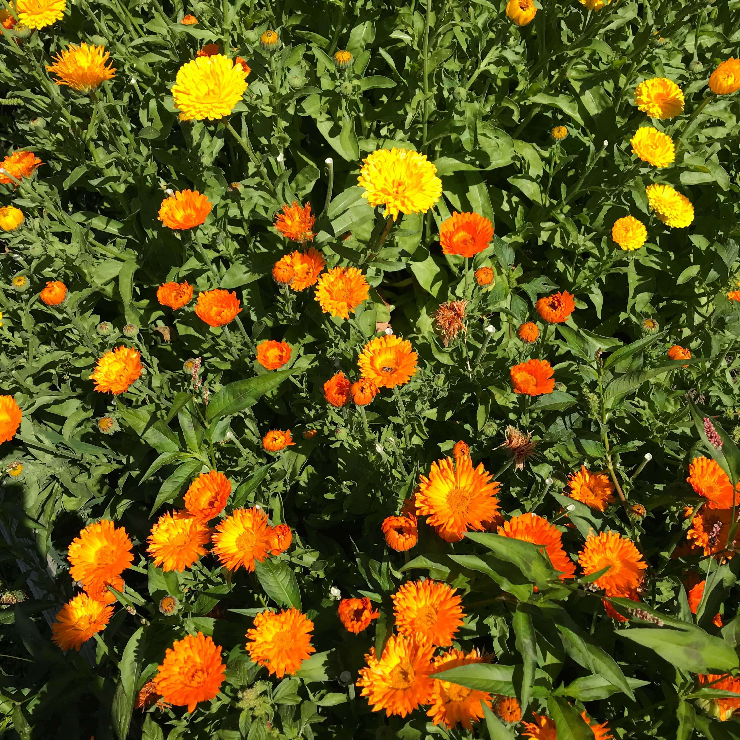Calendula