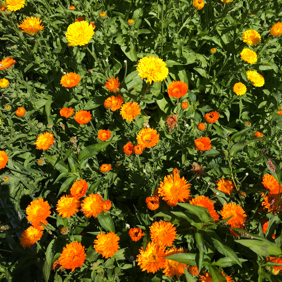 Calendula