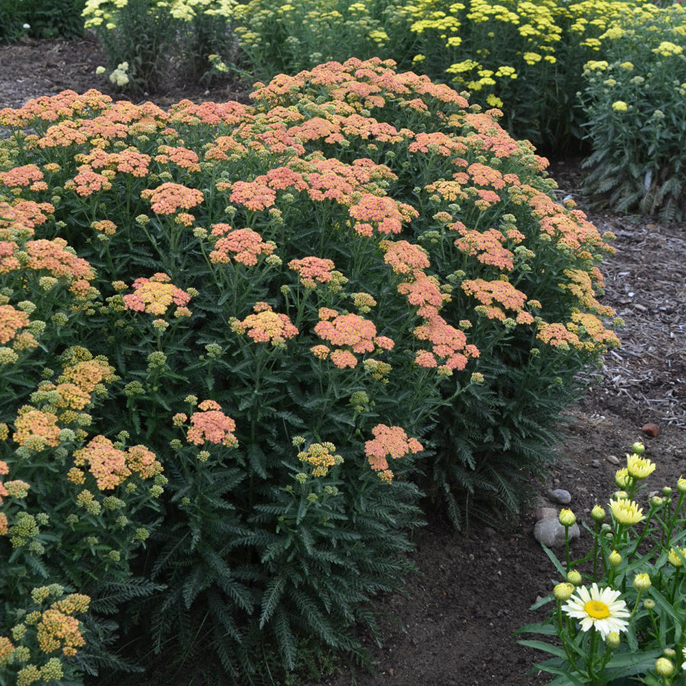 'Firefly Peach Sky' Yarrow