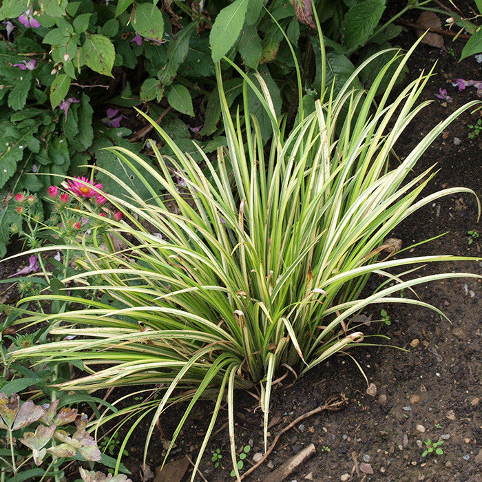 Acorus gramineus &#39;Ogon&#39;