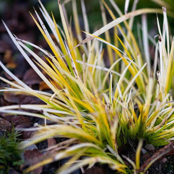 Dwarf Golden Variegated Sweet Flag