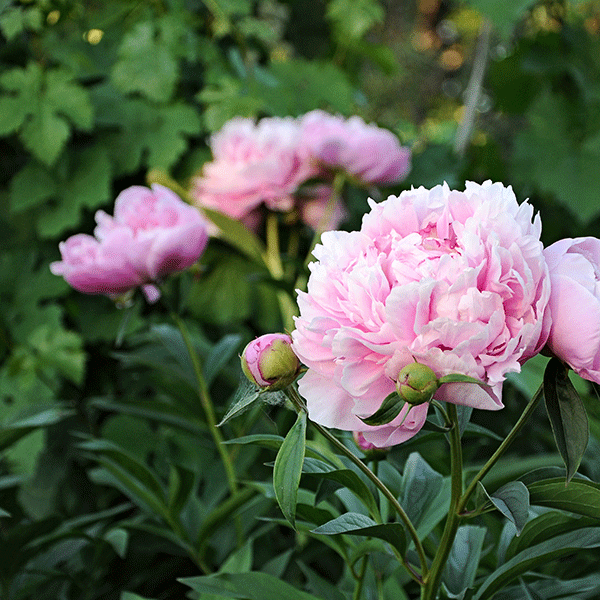 Sarah Bernhardt Peony