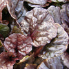 Ajuga 'Mahogany'
