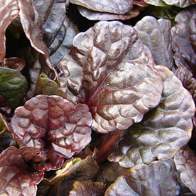 Ajuga 'Mahogany'