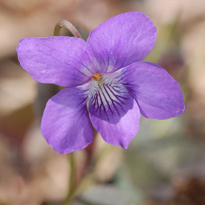 Labrador Violet