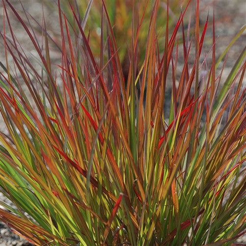 Andropogon Dancing Wind