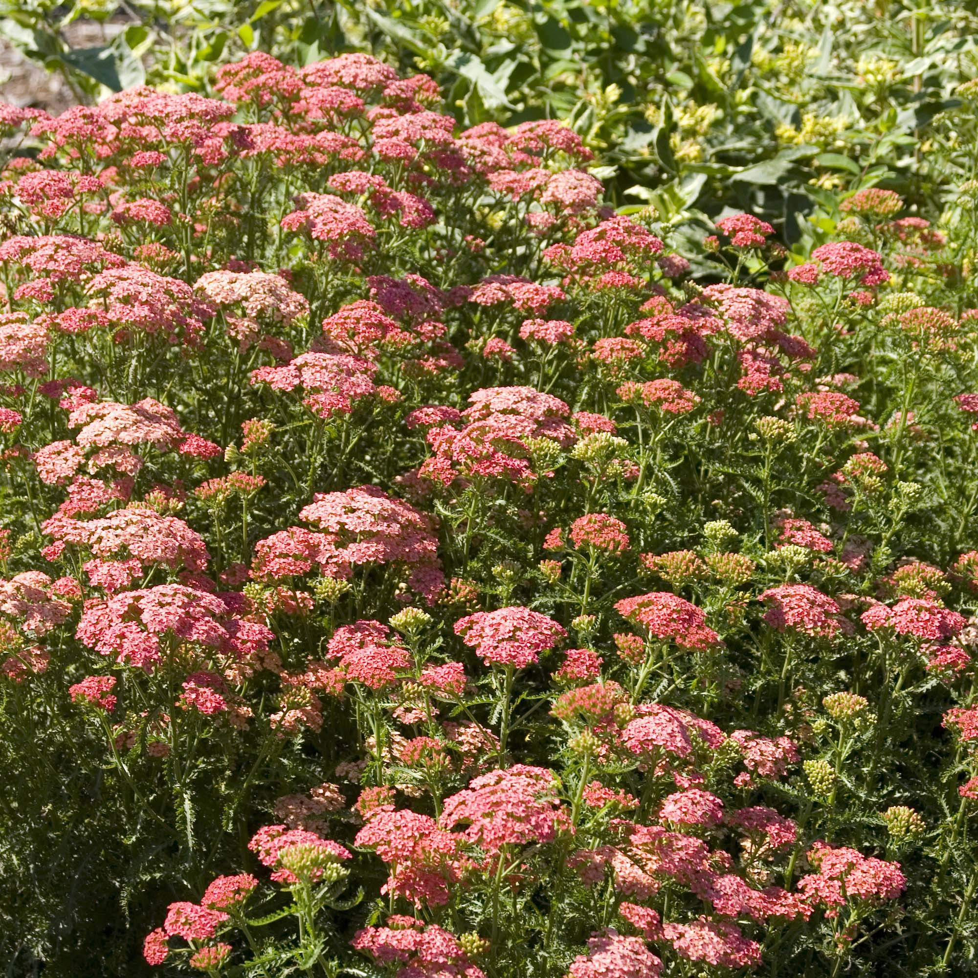 Tutti Frutti Apricot Delight Yarrow