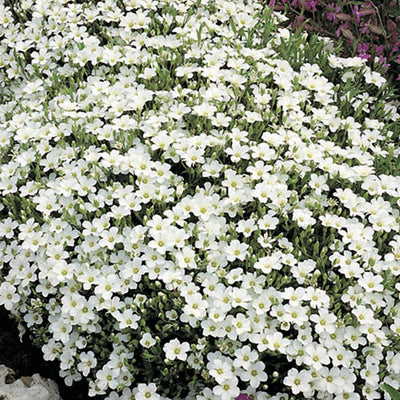 Arenaria - Mountain Sandwort