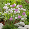 Armeria White and Pink Mix