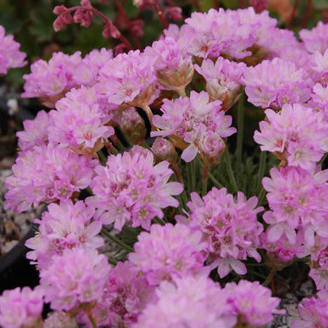 Armeria &#39;Sea Thrift&#39;