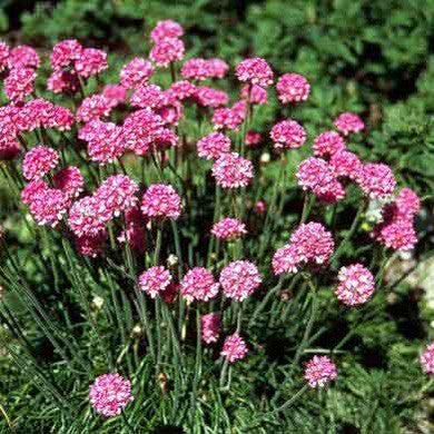 Armeria 'Sea Pink'
