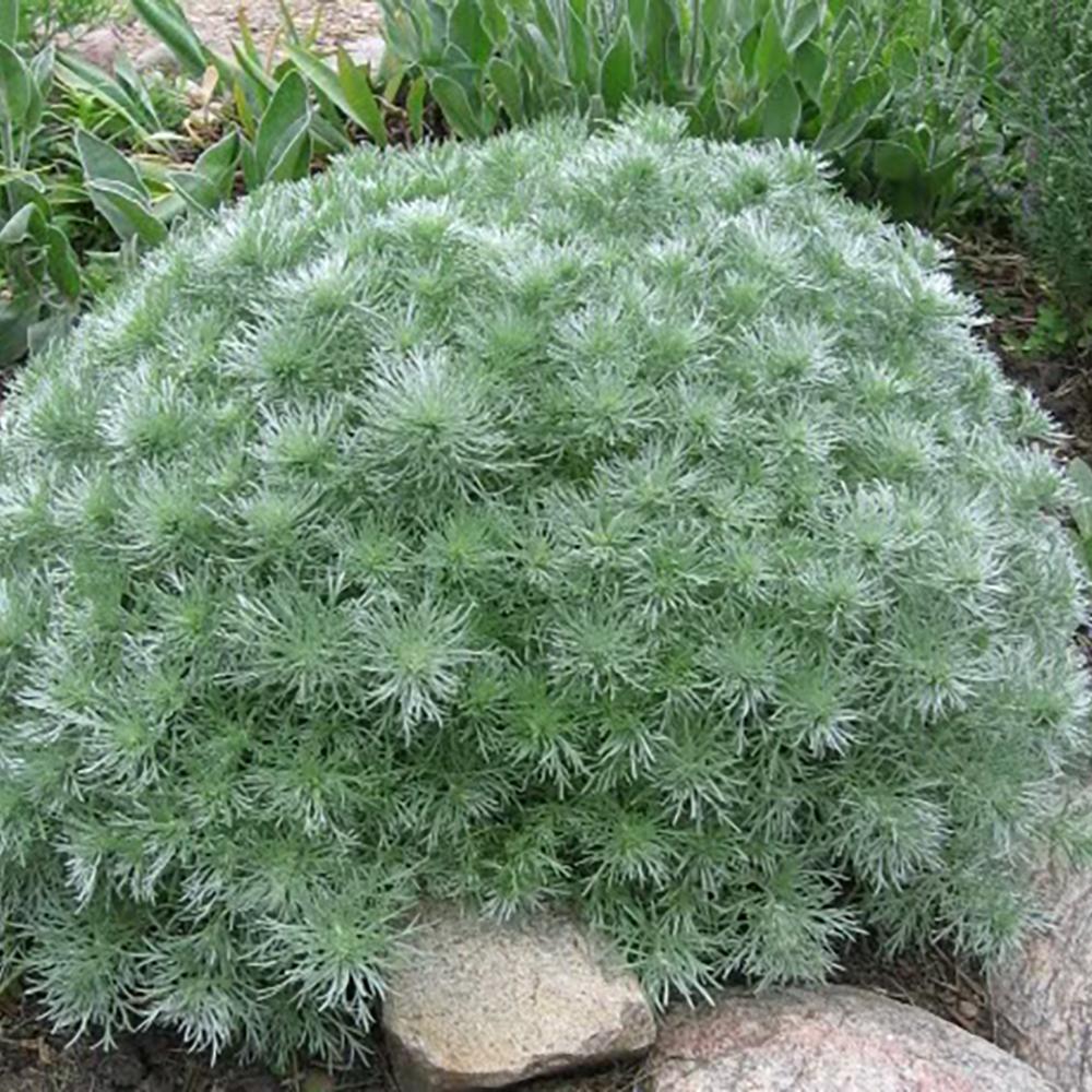 Silver Mound Artemisia