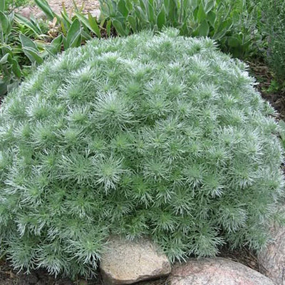 Silver Mound Artemisia