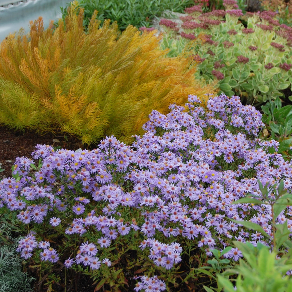 Aster &#39;Woods Light Blue&#39;