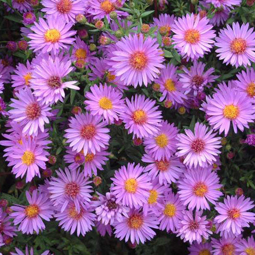 Aster &#39;Wood&#39;s Pink&#39;