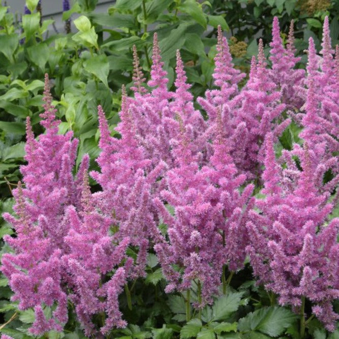 Astilbe taquettii Superba