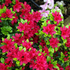 Azalea 'Hino Crimson'