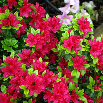 Azalea 'Hino Crimson'