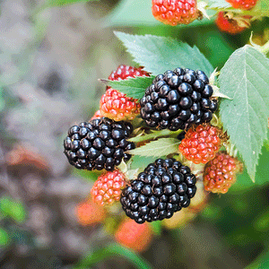 Natchez Thornless Blackberry