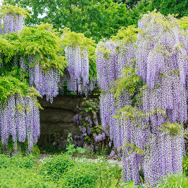 Blue Moon Wisteria