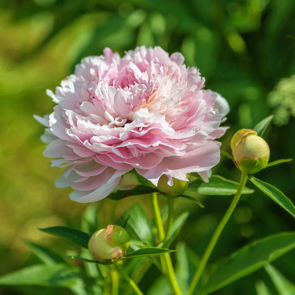 Peony &#39;Morning Kiss&#39;