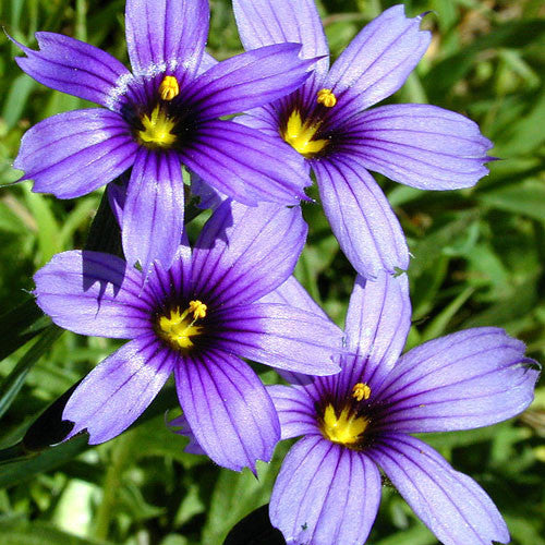 Blue Eyed Grass