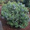 Blueberry 'Top Hat'