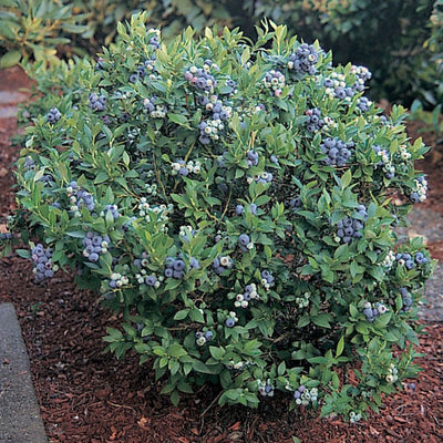 Blueberry 'Top Hat'